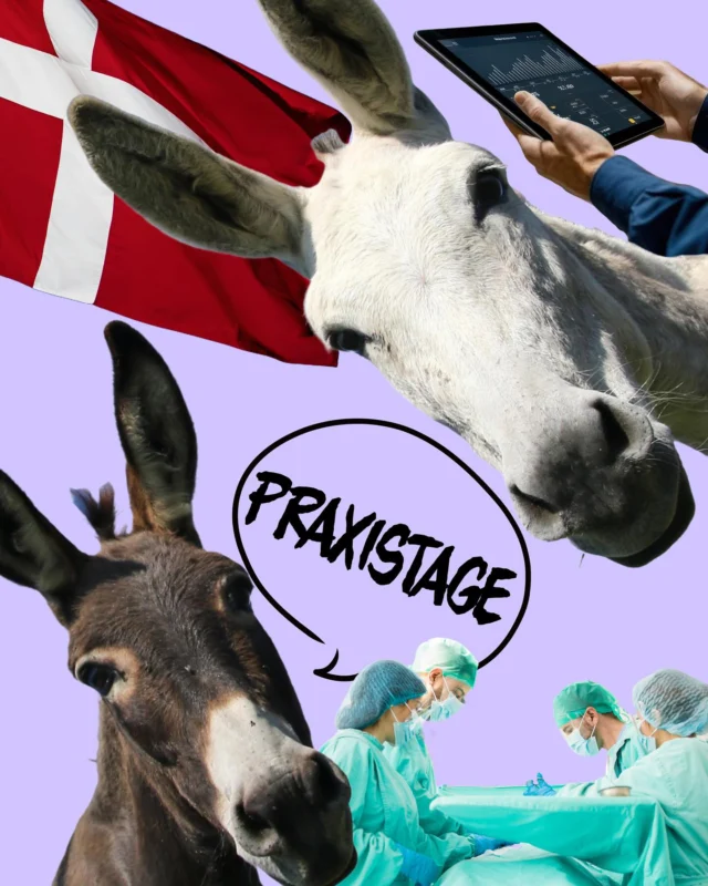 👩‍🌾 👩‍⚕️ 🧑‍💻 Unsere EF-Schüler:innen waren auf den Praxistagen.
Hier kommen ein paar Impressionen:

👩‍🌾 🇩🇰Dänemark (5 EF-Schüler:innen): 
Nach zwei Wochen in Tvind als Teil des DNS Teacher Training College fällt uns der Abschied schwer. Die vielen herzlichen Menschen und liebevollen Tiere machten jeden Tag zu etwas schönem, trotz harter aber lohnender Arbeit in Garten und Küche. Das ganze Praktikum zeigte, dass man nicht perfekt Englisch sprechen muss, um echte Verbindungen zu knüpfen und zu reden. Wir bedanken uns ganz herzlich, dass wir die Möglichkeit hatten, dieses Praktikum zu absolvieren.

👩‍⚕️🩺 München (Marashi):
Während meines Praktikums am LMU Klinikum in München konnte ich bereits viele spannende Eindrücke und wertvolle Erfahrungen sammeln. Besonders im OP-Bereich verbringe ich die meiste Zeit des Tages.
Mein Arbeitstag beginnt um 6:45 Uhr mit dem Umkleiden in meinen Arbeitskasack. Anschließend nehme ich an der morgendlichen Konferenz der plastischen Chirurgen teil, in der alle anstehenden Operationen des Tages besprochen werden.
Nach einem kurzen Visitenrundgang geht es direkt in den Operationssaal. Je nach Eingriff dauern die Operationen zwischen zwei und zehn Stunden. Mein Arbeitstag endet in der Regel gegen 14:30 Uhr.

🧑‍💻 🛜 Hamburg (Tino):
In Meinem Praktikum konnte ich einen guten Einblick in viele Bereiche der IT Welt erhalten. Das hat mit sehr dabei geholfen für mich festzustellen, was ich nach dem Abitur machen möchte.

Danke für eure Eindrücke! 🤩

#praxis 
#dänemark
#lmumünchen 
#dnsteachertraining